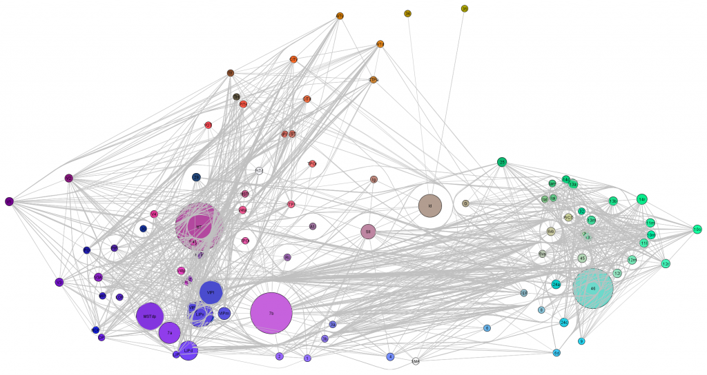 Brain network